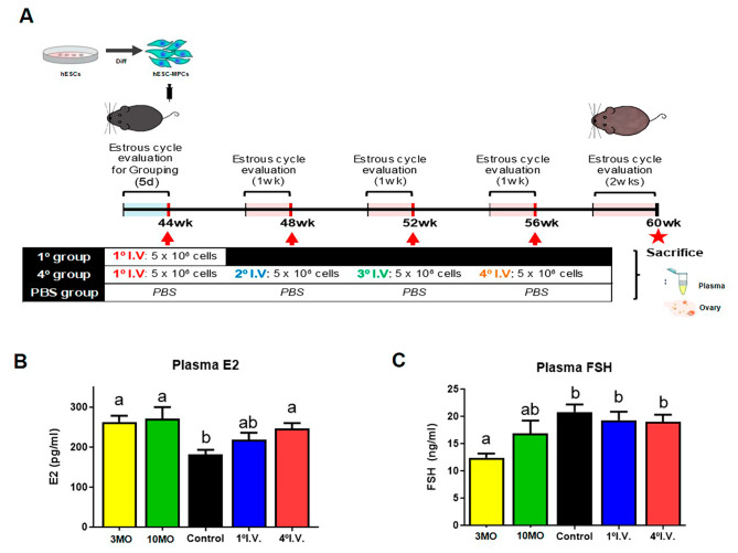 圖1:人類胚胎干細胞間充質祖細胞(hESC-MPCs)的數量對圍絕經期小鼠血漿激素水平的影響。 圖1:人類胚胎干細胞間充質祖細胞(hESC-MPCs)的數量對圍絕經期小鼠血漿激素水平的影響。