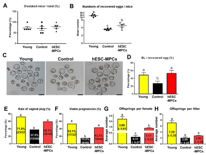 圖4:人胚胎干細胞衍生的間充質祖細胞 (hESC-MPC) 對圍絕經期小鼠排卵、胚胎發育、妊娠和產仔數的影響。 圖4:人胚胎干細胞衍生的間充質祖細胞 (hESC-MPC) 對圍絕經期小鼠排卵、胚胎發育、妊娠和產仔數的影響。