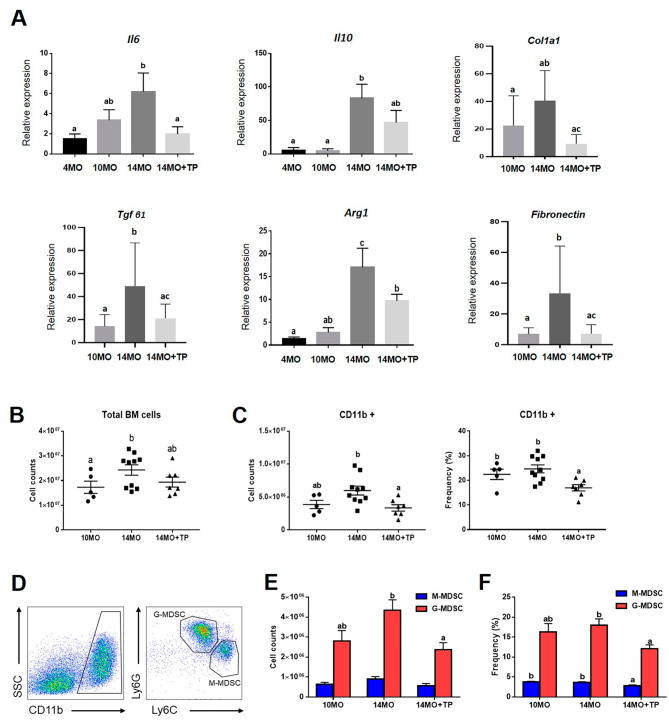 圖5:hESC-MPC對衰老卵巢中骨髓來源的MDSC數量以及炎癥和纖維化相關基因的影響。 圖5:hESC-MPC對衰老卵巢中骨髓來源的MDSC數量以及炎癥和纖維化相關基因的影響。
