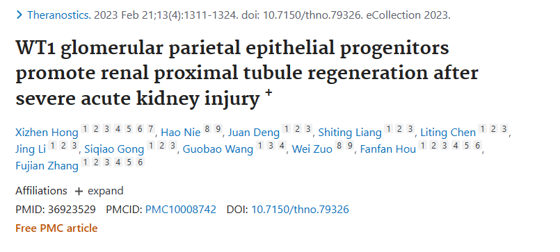 WT1 腎小球頂端上皮祖細胞促進嚴重急性腎損傷后腎近端小管再生+
