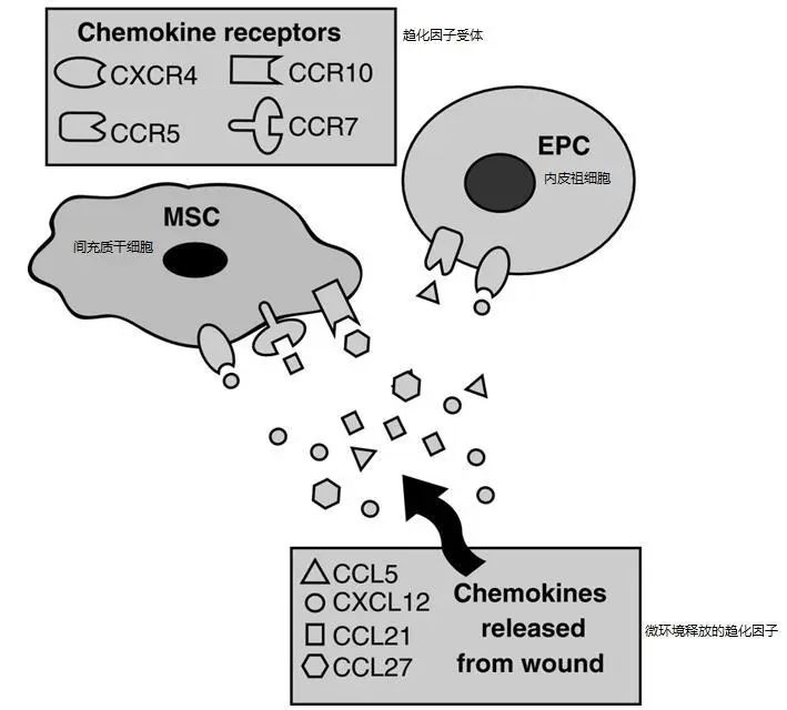 △趨化因子受體軸介導(dǎo)干細(xì)胞向傷口歸巢