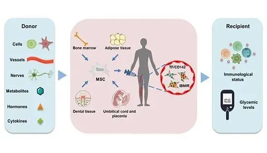 △MSCs介導(dǎo)的免疫調(diào)節(jié)，給2型糖尿病患者治療帶來希望