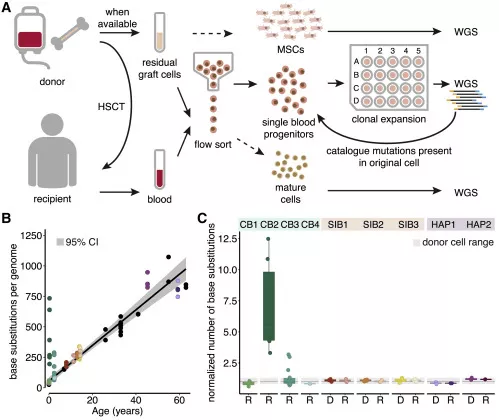 △瑪西瑪公主兒童腫瘤中心研究證實(shí)：人類造血干細(xì)胞移植相關(guān)的突變積累基本在健康基線范圍內(nèi)，干細(xì)胞移植不會增加DNA突變概率