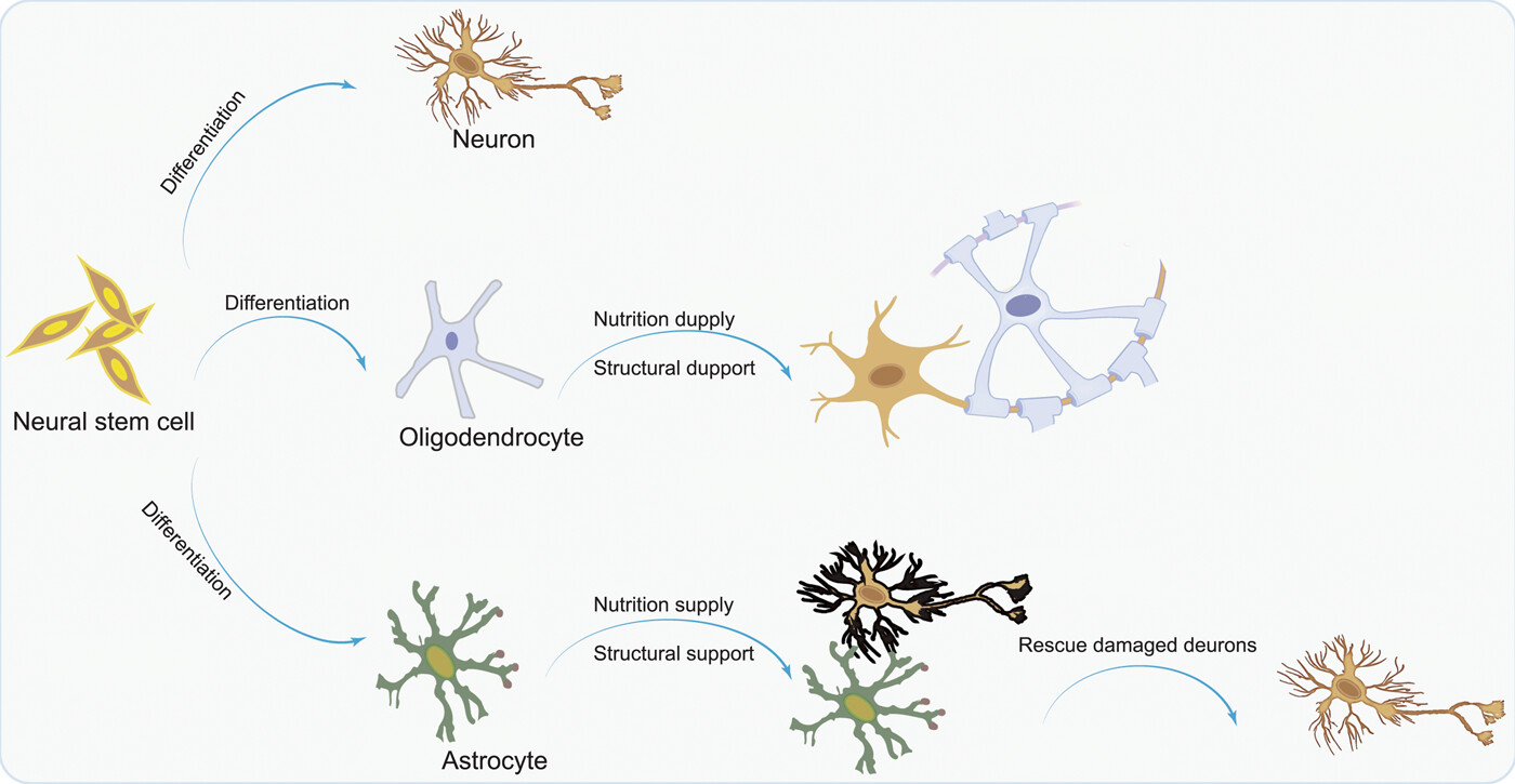 圖1：NSC分化為神經(jīng)元，以補(bǔ)充大腦中因疾病而損失的神經(jīng)元；少突膠質(zhì)細(xì)胞