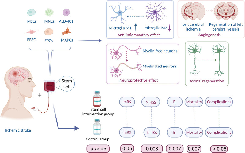 圖7:干細胞治療缺血性中風的作用機制。 圖7:干細胞治療缺血性中風的作用機制。