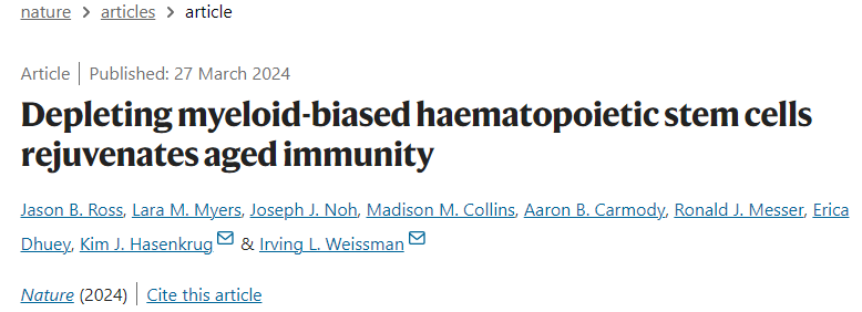 消除髓系造血干細(xì)胞可恢復(fù)衰老的免疫力