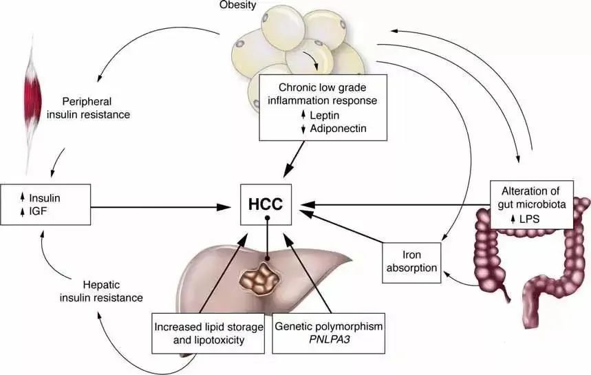 乙肝病毒DNA的特殊構造