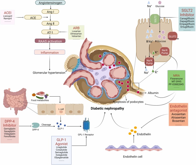 圖3:糖尿病腎病代表性藥物治療的基本機(jī)制。 圖3:糖尿病腎病代表性藥物治療的基本機(jī)制。