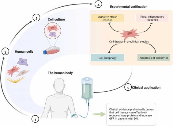 圖4 .糖尿病腎病的細(xì)胞療法 圖4 .糖尿病腎病的細(xì)胞療法