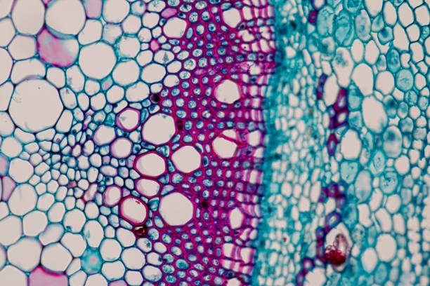 多能干細胞療法的臨床轉(zhuǎn)化:成功與挑戰(zhàn) 多能干細胞療法的臨床轉(zhuǎn)化:成功與挑戰(zhàn)