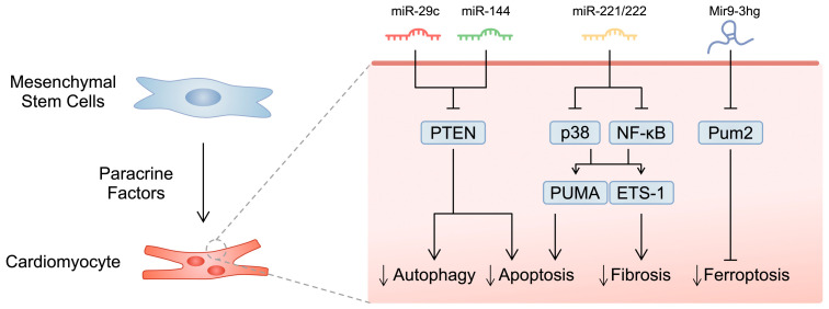 圖1：所選研究的示意圖，展示了間充質(zhì)干細(xì)胞分泌的microRNA分子對(duì)心肌細(xì)胞的影響。