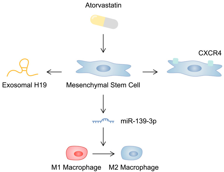 圖2：示意圖顯示阿托伐他汀對(duì)間充質(zhì)干細(xì)胞的影響，這可能會(huì)影響其心臟保護(hù)能力。
