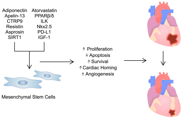 圖3：用多種試劑/分子預(yù)處理間充質(zhì)干細(xì)胞可增強(qiáng)其活性。這可用于治療心臟病，例如心肌梗塞。