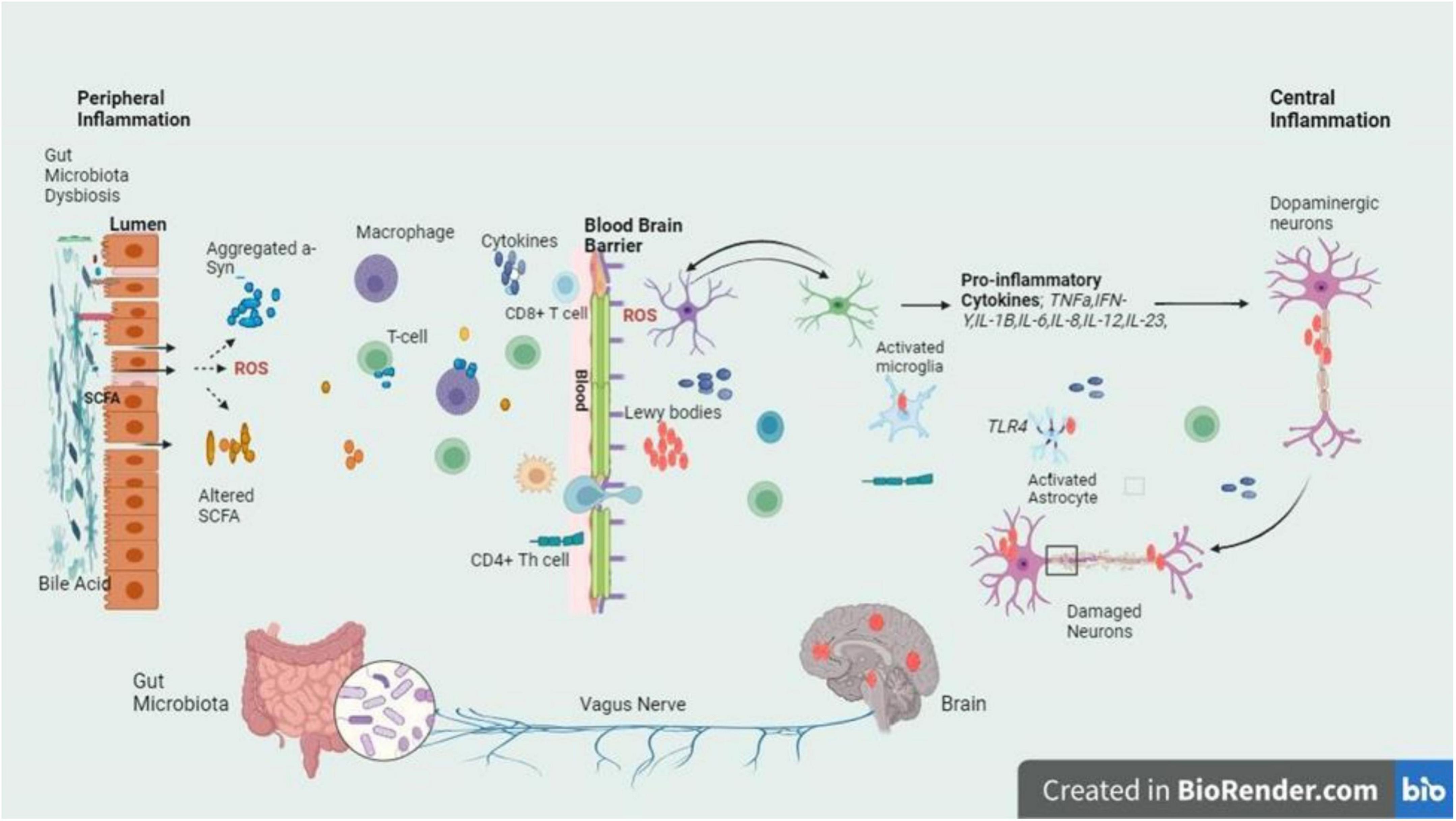 圖3：圖中的信號通路描繪了帕金森病腸道軸和大腦軸之間錯綜復雜的關系，重點是腸道內腔和BBB的菌群失調引發的炎癥級聯反應