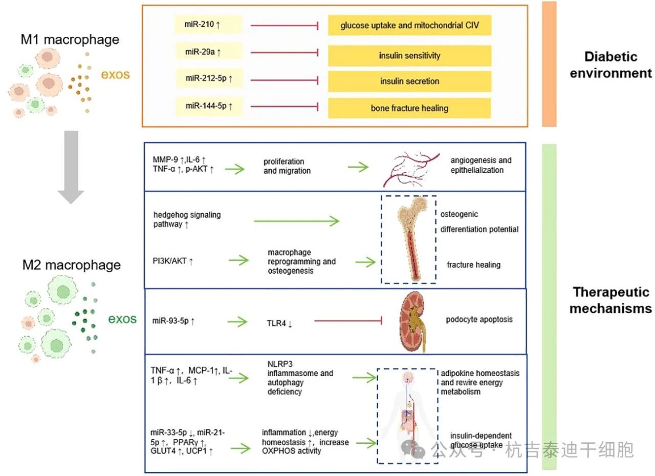 圖1:巨噬細(xì)胞衍生的外泌體如何促進(jìn)糖尿病的發(fā)病機(jī)制、并發(fā)癥和治療。 圖1:巨噬細(xì)胞衍生的外泌體如何促進(jìn)糖尿病的發(fā)病機(jī)制、并發(fā)癥和治療。