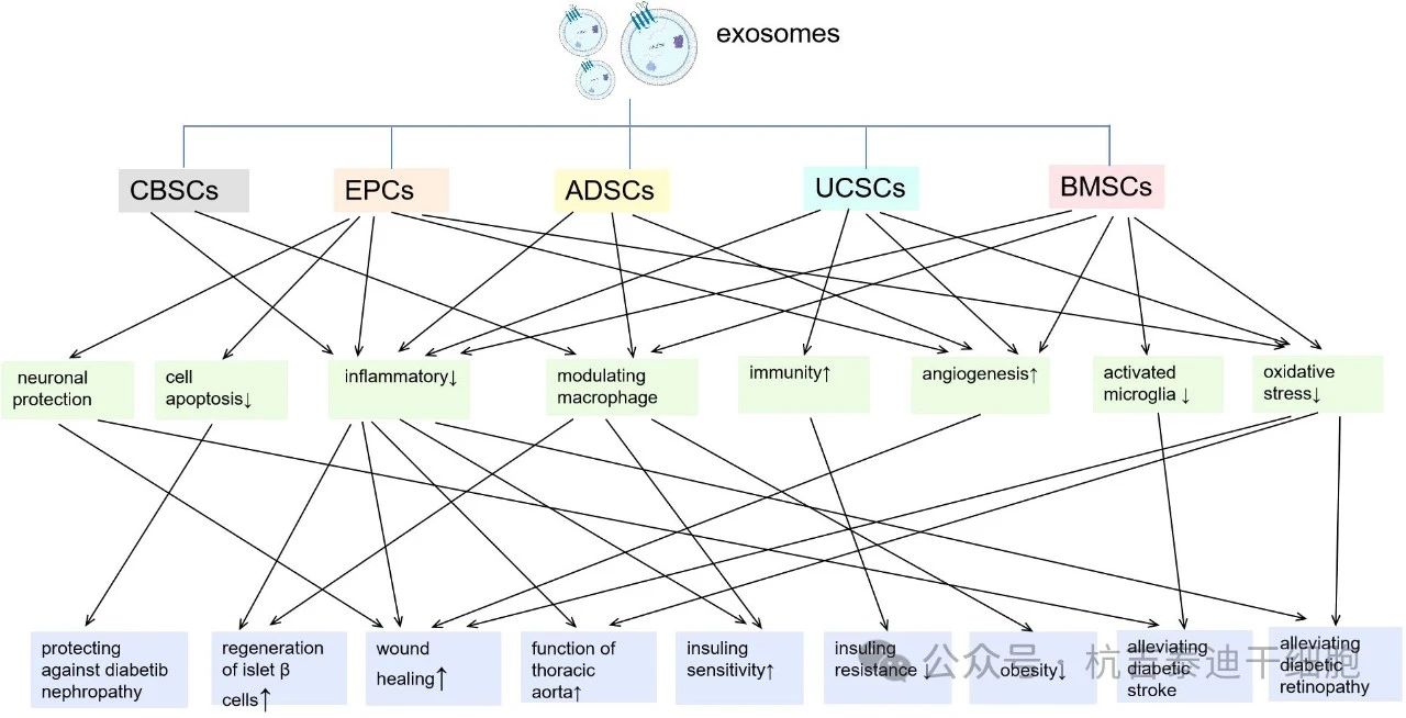 圖2:來自不同種類干細(xì)胞的外泌體及其對糖尿病炎癥/免疫調(diào)節(jié)作用的主要機(jī)制。 圖2:來自不同種類干細(xì)胞的外泌體及其對糖尿病炎癥/免疫調(diào)節(jié)作用的主要機(jī)制。