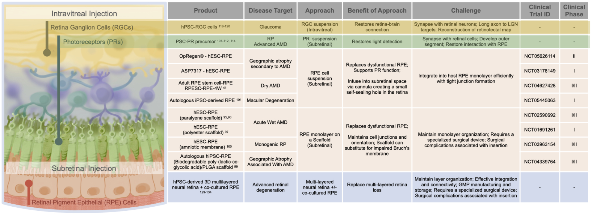 圖3：視網(wǎng)膜細(xì)胞替代。