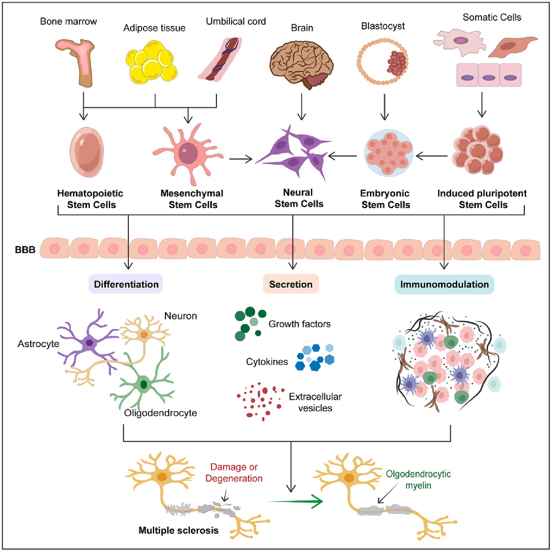 圖1：干細胞在多發性硬化癥中的治療潛力。