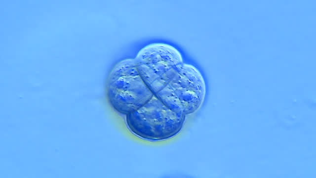 間充質(zhì)干細(xì)胞