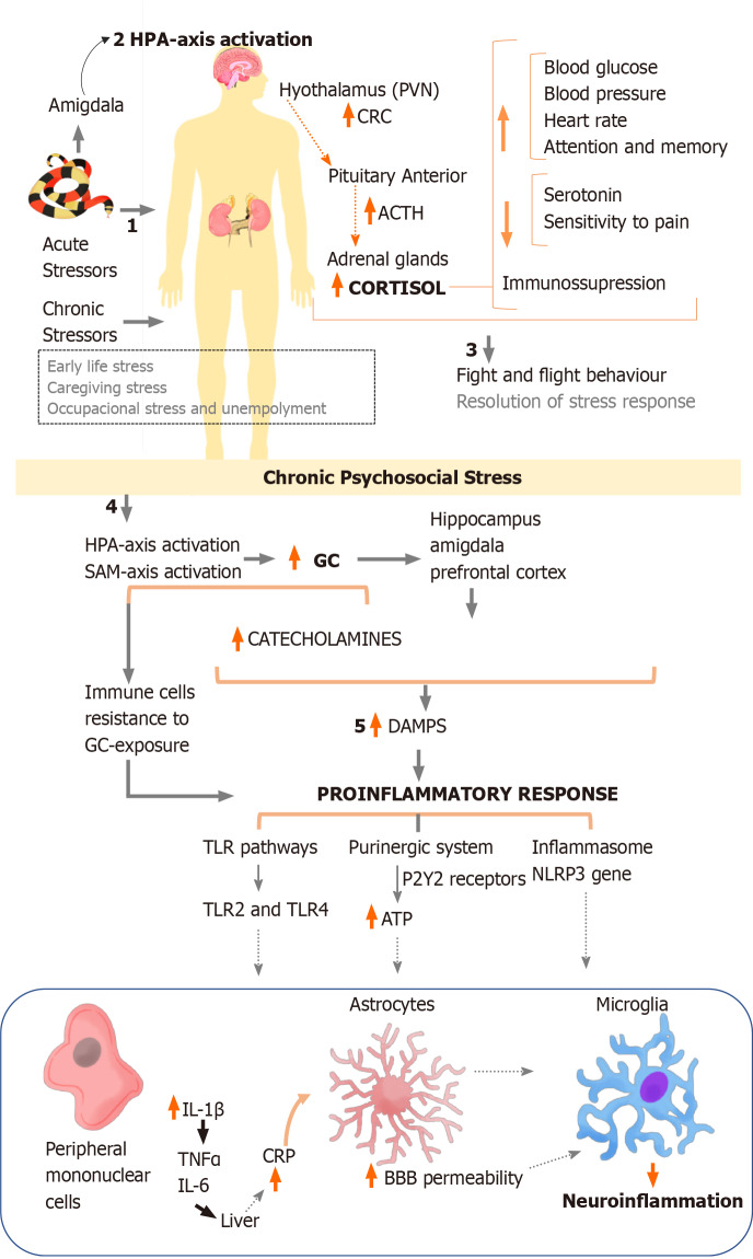 圖1：炎癥途徑應(yīng)激急性和慢性反應(yīng)的綜合。