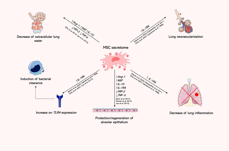 圖4：MSC分泌組在再生醫學中的應用