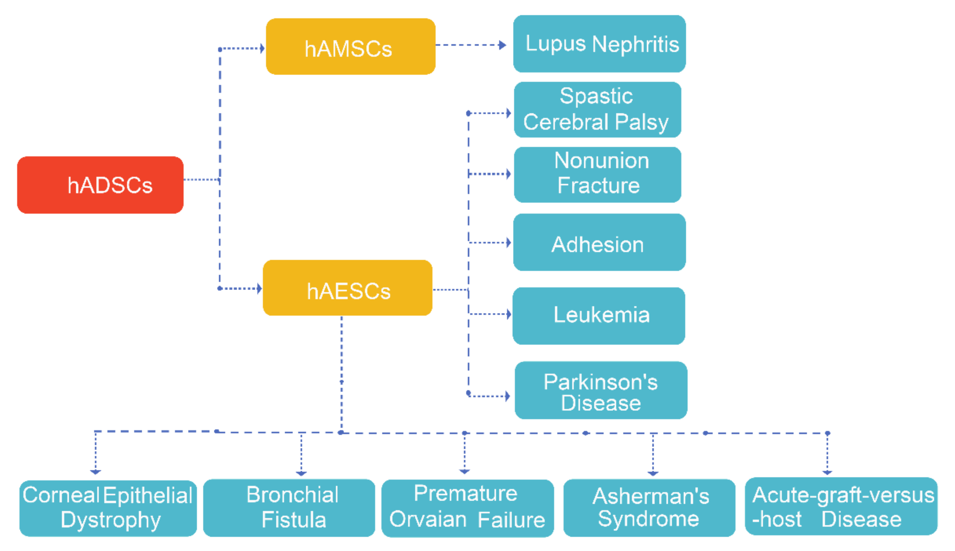 圖4.hADSC的臨床應(yīng)用。