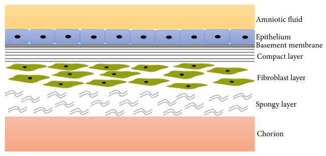 圖1：羊膜示意圖。