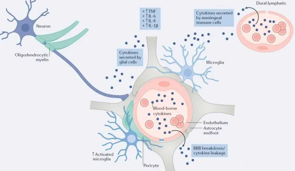 ▲從細胞學上看：抑郁癥的出現(xiàn)與小膠質細胞數(shù)量減少有關