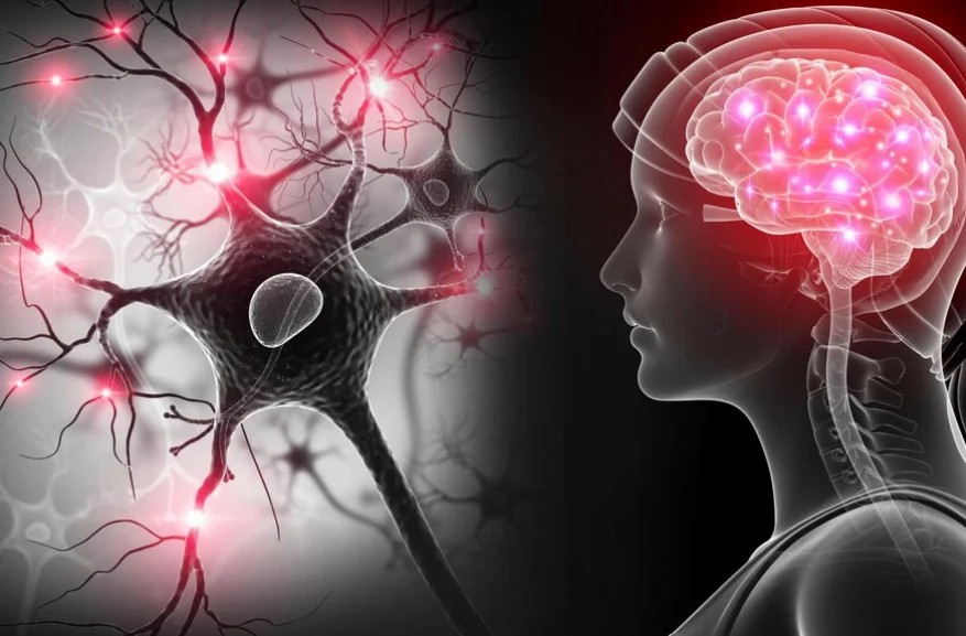 干細胞移植治療神經系統疾病的現狀和未來展望 干細胞移植治療神經系統疾病的現狀和未來展望