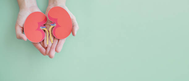 慢性腎病治療,你了解這6種方法嗎? 慢性腎病治療,你了解這6種方法嗎?