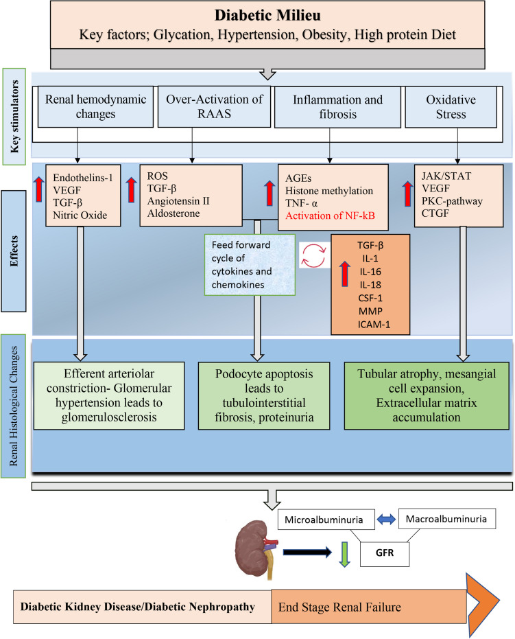 圖2：糖尿病腎病的特征是代謝和血液動力學異常，這些異常與多種ROS 相關途徑相互作用