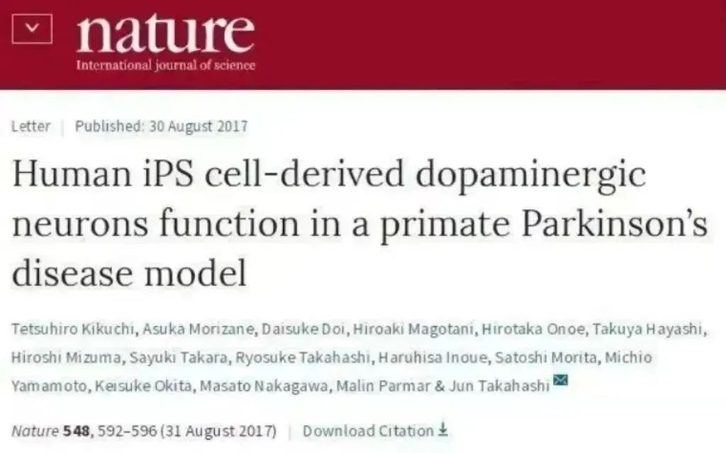 人類(lèi) iPS 細(xì)胞衍生的多巴胺能神經(jīng)元在靈長(zhǎng)類(lèi)帕金森病模型中發(fā)揮作用