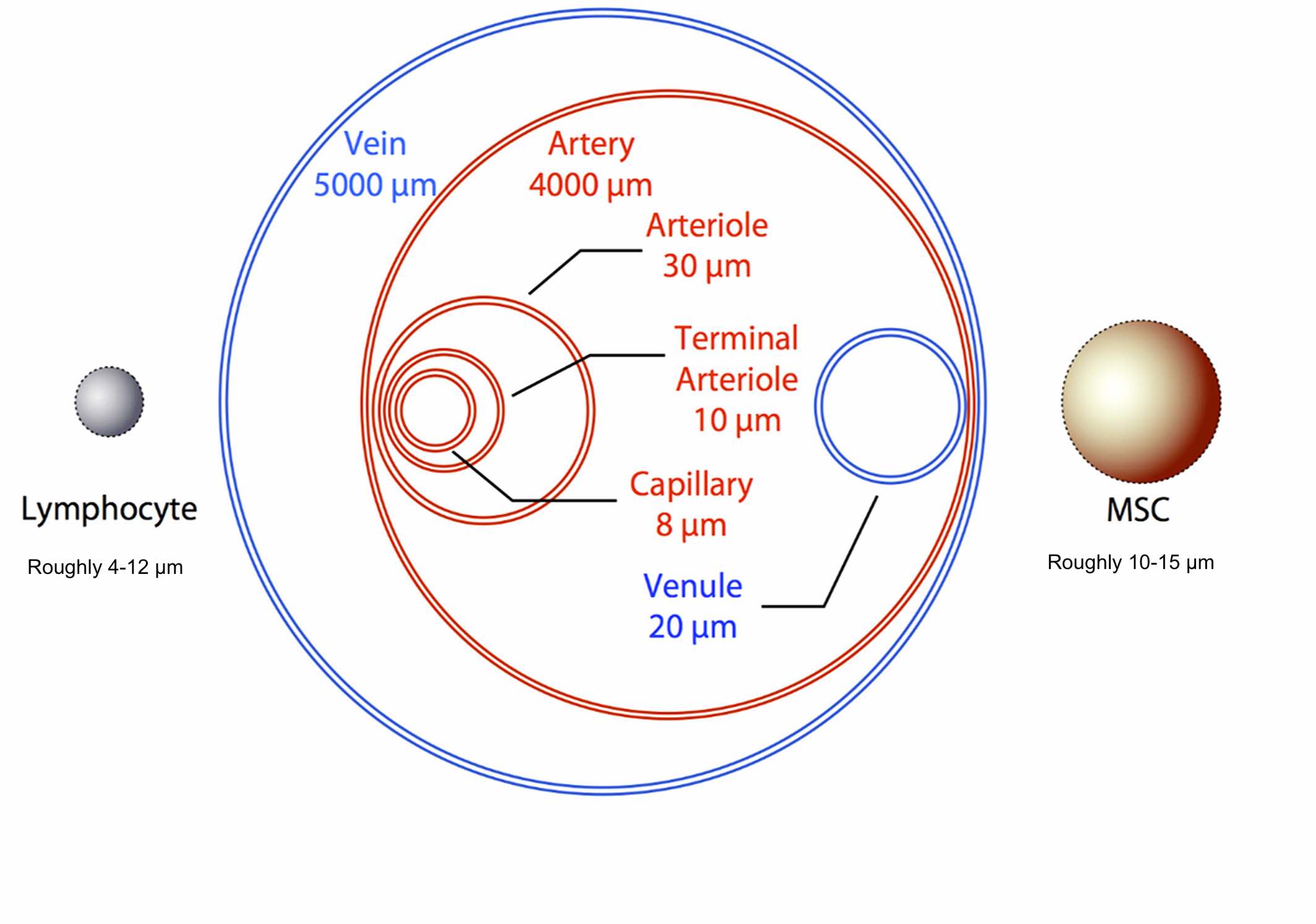 物理尺寸對全身任何細胞的遷移能力都起著至關重要的作用。