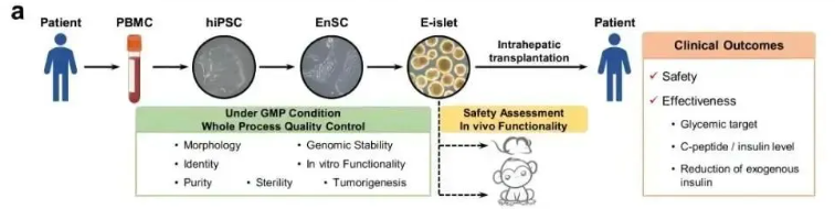 我國干細(xì)胞治療糖尿病的研究進(jìn)展 我國干細(xì)胞治療糖尿病的研究進(jìn)展