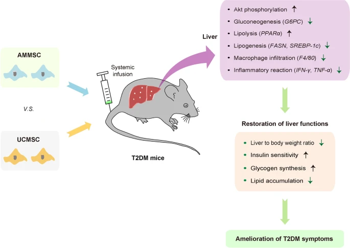 羊膜與臍帶間充質干細胞治療2型糖尿病療效對比分析 羊膜與臍帶間充質干細胞治療2型糖尿病療效對比分析