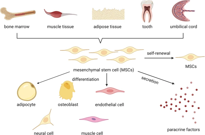間充質干細胞分化示意圖 間充質干細胞分化示意圖