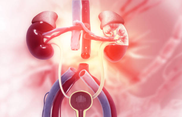 急性腎小管壞死-病因、癥狀、診斷和治療