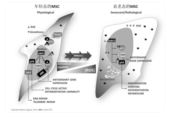 △年輕態的干細胞胞體飽滿、呈明顯的梭形;衰老的干細胞胞體寬大扁平 △年輕態的干細胞胞體飽滿、呈明顯的梭形;衰老的干細胞胞體寬大扁平