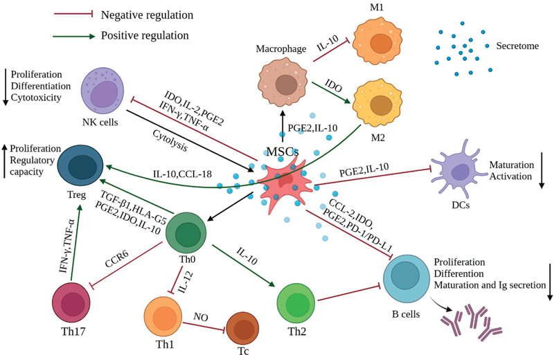 圖2：間充質(zhì)干細(xì)胞充當(dāng)免疫調(diào)節(jié)劑，影響其他免疫細(xì)胞的行為以產(chǎn)生更平衡的免疫反應(yīng)