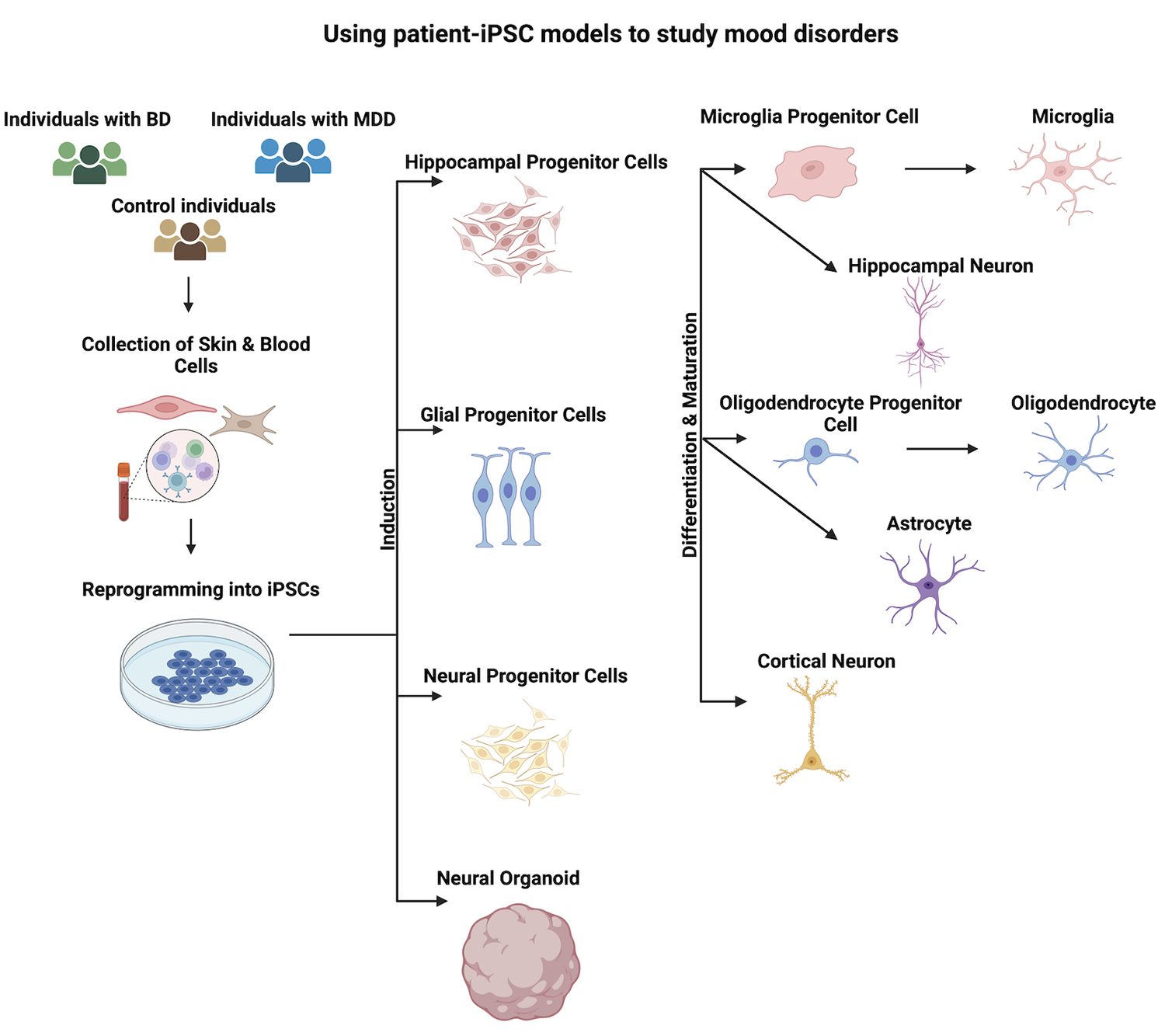 圖1:使用患者-iPSC模型研究情緒障礙。收集患者的皮膚或血液細(xì)胞,并使用先前建立的方案將其重新編程為iPSC 圖1:使用患者-iPSC模型研究情緒障礙。收集患者的皮膚或血液細(xì)胞,并使用先前建立的方案將其重新編程為iPSC
