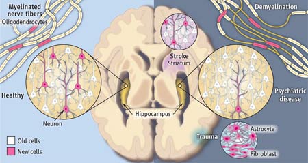 一生中產(chǎn)生的新腦細(xì)胞