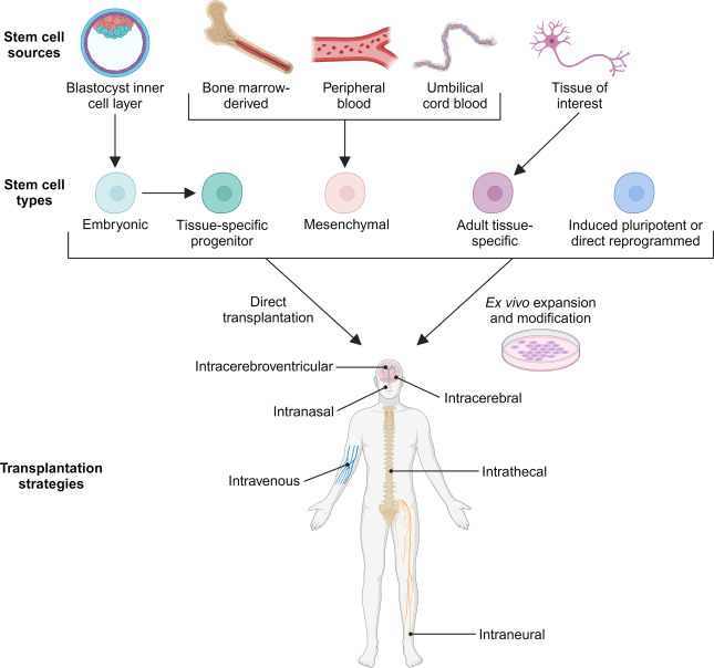 圖1：干細(xì)胞分類和治療應(yīng)用的遞送策略。