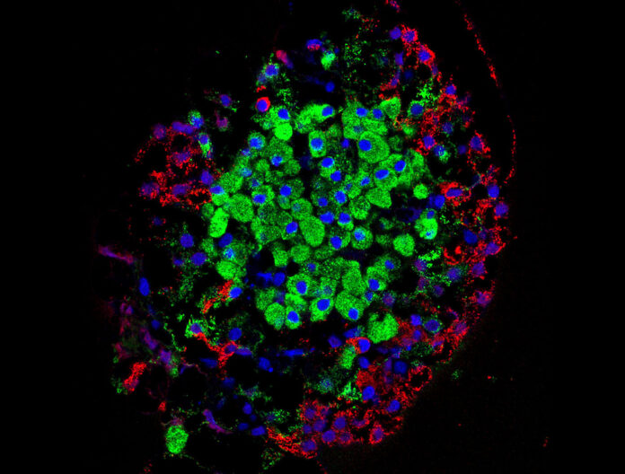 分離的胰島。胰島產生的激素由幾種細胞直接分泌到血流中，包括β細胞（綠色）和α細胞（紅色）。