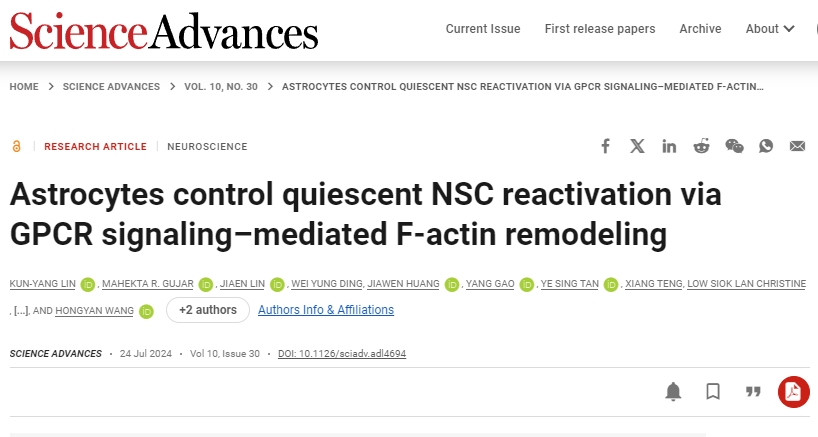 星形膠質(zhì)細(xì)胞通過(guò) GPCR 信號(hào)介導(dǎo)的 F-肌動(dòng)蛋白重塑控制靜止 NSC 再激活
