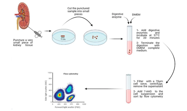 圖2：從人類腎臟活檢中分離活細(xì)胞的示意圖
