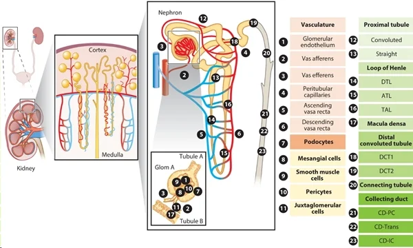 圖 1：腎臟上皮細(xì)胞和內(nèi)皮細(xì)胞概覽。圖片來(lái)源：PMID：34843404