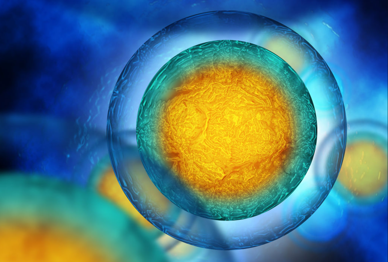 間充質干細胞示意圖 間充質干細胞示意圖