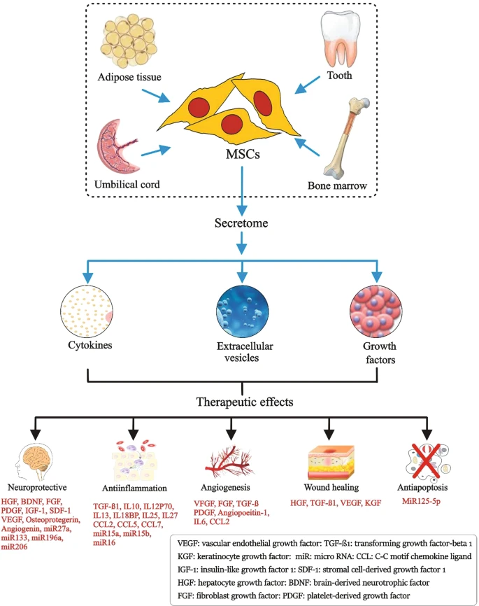 圖1：間充質干細胞的來源、分泌組組成和治療益處。