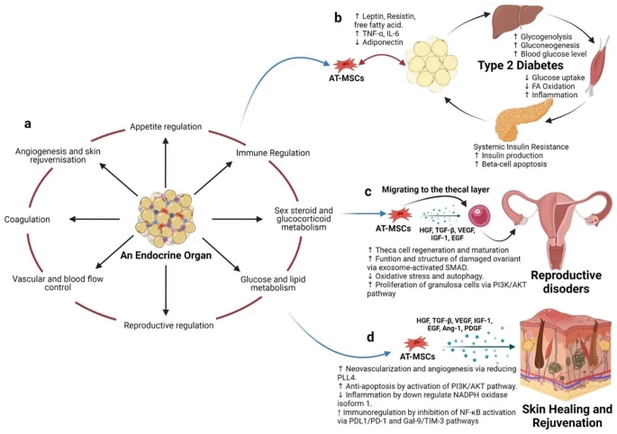 不建議使用自體AT-MSC治療T2DM等代謝疾病（圖4）。