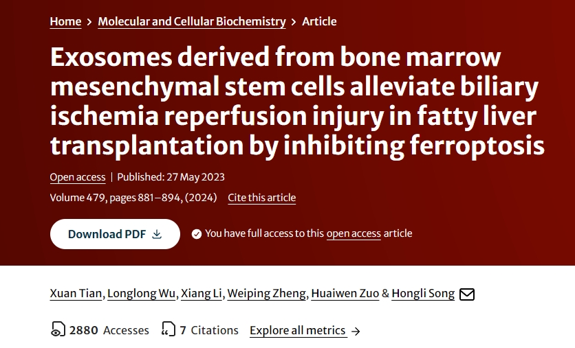 骨髓間充質干細胞來源的外泌體通過抑制鐵死亡減輕脂肪肝移植膽道缺血再灌注損傷